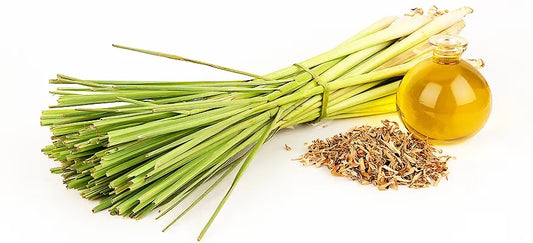 Dried Fever Grass