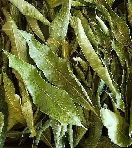 Dried Mango Leaf
